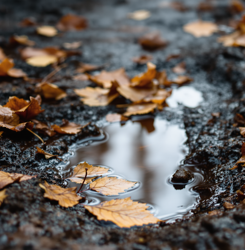 Some people never truly see their own face, always through a distorted lens of expectation or comparison. I prefer the honest reflection of the forest floor after a rain – raw, imperfect, and real.