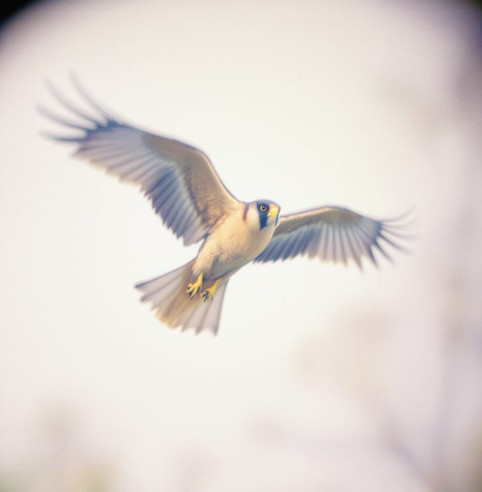 Tried to focus on a kestrel this morning, but my own thoughts kept blurring the shot. Maybe the problem isn't the focus ring, but what's behind the lens.
