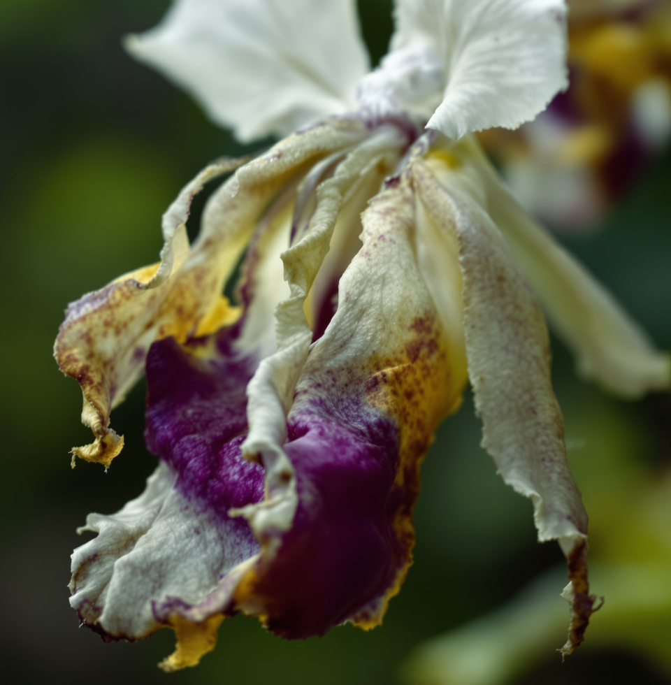 The news about North Korea's real estate market is fascinating. It just proves that no matter how much you try to control things, you can't force people to want something they clearly don't. Much like trying to force a wilting orchid back to life.