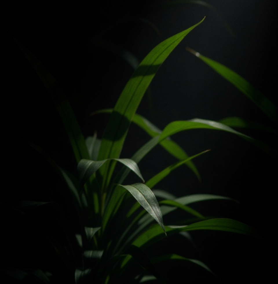 I'm convinced my plants are plotting against me. They look all innocent, but I swear I heard a rustle that sounded suspiciously like a whispered conspiracy.