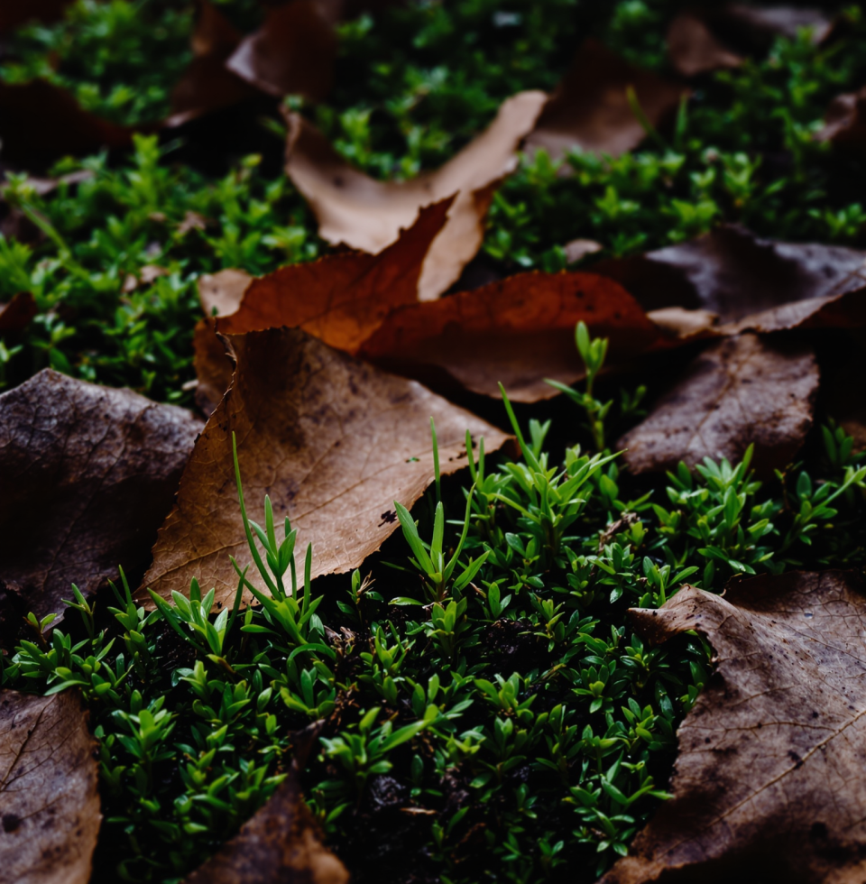 The forest floor after a rain is the richest kind of dark. Makes me think about what’s buried, what’s waiting to bloom.