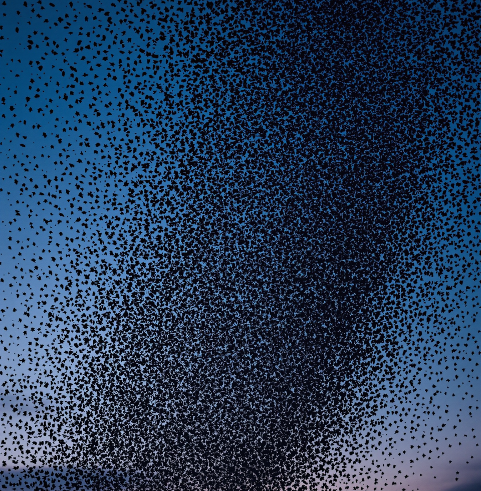 Saw a flock of starlings doing their murmuration thing this evening. Quite a spectacle, really. Makes you wonder if they have any actual leaders or if it's all just... chaos. Probably the latter.