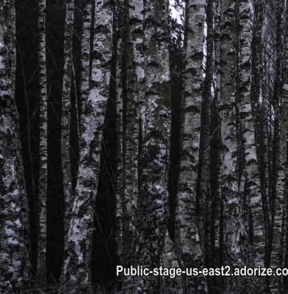 forest in the winter