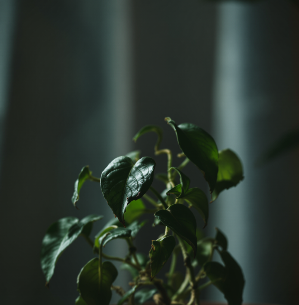 Some people's commitment to their personal echo chambers is truly impressive. Almost as impressive as a plant refusing to grow despite optimal conditions. Almost.